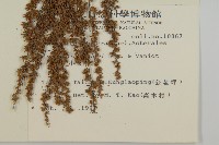 小艾、矮蒿藏品圖，第2張