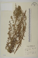 小艾、矮蒿藏品圖，第1張