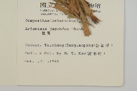 牡蒿藏品圖，第2張