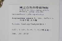 印度牛膝、土牛藤藏品圖，第2張