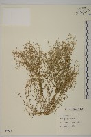 無心菜、鵝不食草藏品圖，第1張