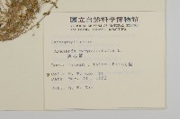 無心菜、鵝不食草藏品圖，第2張