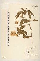過山龍藏品圖，第1張