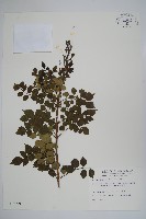 南非凌霄花、得克馬樹藏品圖，第1張