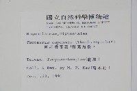 南非凌霄花、得克馬樹藏品圖，第2張