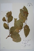 恆春厚殼樹藏品圖，第1張