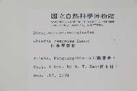 恆春厚殼樹藏品圖，第2張