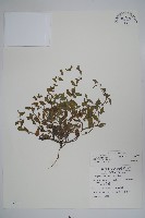 細纍子草藏品圖，第1張