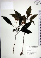 角桐草、台灣半蒴苣苔藏品圖，第1張