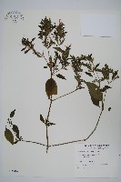 六角英, 槍刀菜藏品圖，第1張