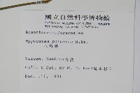 六角英, 槍刀菜藏品圖，第2張