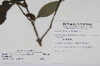 臺灣馬藍藏品圖，第2張