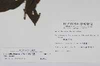 臺灣馬藍藏品圖，第2張