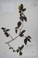 小蝦花藏品圖，第1張