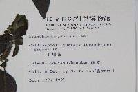 小蝦花藏品圖，第2張