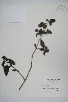 小蝦花藏品圖，第1張