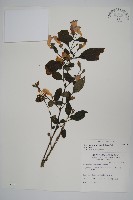 臺灣馬藍藏品圖，第1張