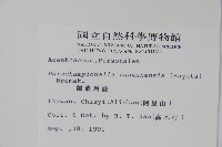 翅柄馬藍藏品圖，第2張