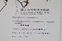 翅柄馬藍藏品圖，第2張