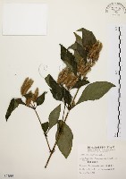 臺灣鱗球花藏品圖，第1張