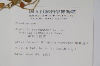 早田氏爵床藏品圖，第2張