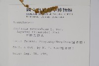 早田氏爵床藏品圖，第2張