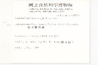 長梗毛娥房藤藏品圖，第2張