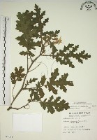 擬刺茄、蒜介茄藏品圖，第1張