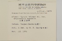 大頭艾納香藏品圖，第2張