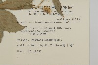 大頭艾納香藏品圖，第2張