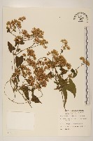 蔓澤蘭藏品圖，第1張