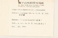 蔓澤蘭藏品圖，第2張