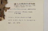 日本假蓬藏品圖，第2張