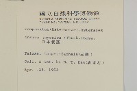 日本假蓬藏品圖，第2張