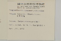 日本假蓬藏品圖，第2張