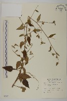 黃金珠藏品圖，第1張