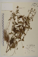 黃金珠藏品圖，第1張