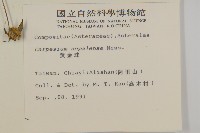 黃金珠藏品圖，第2張