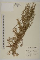 小艾、矮蒿藏品圖，第1張