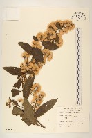 過山龍藏品圖，第1張