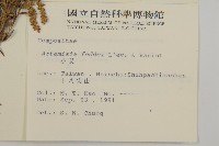 小艾、矮蒿藏品圖，第2張