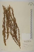 小艾、矮蒿藏品圖，第1張