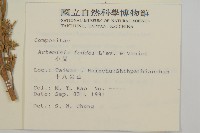 小艾、矮蒿藏品圖，第2張