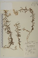 玉山抱莖籟簫藏品圖，第1張