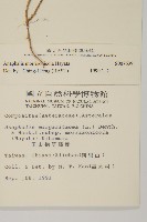 玉山抱莖籟簫藏品圖，第2張