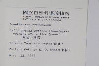 黃苞小蝦花藏品圖，第2張