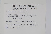 黃苞小蝦花藏品圖，第2張