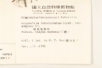 直莖鼠麴草藏品圖，第2張