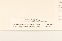 直莖鼠麴草藏品圖，第3張