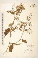 蔓黃菀藏品圖，第1張